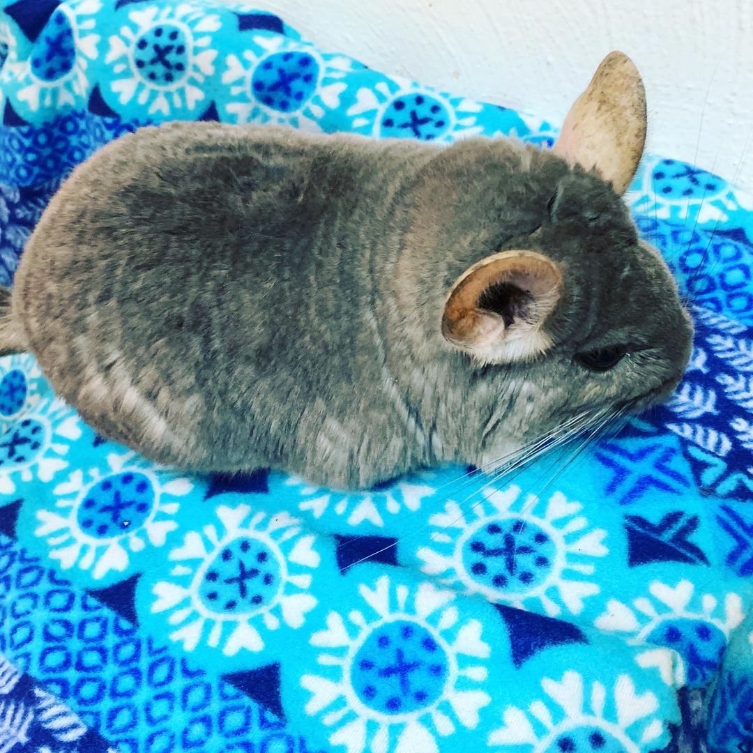 what color chinchilla is rare