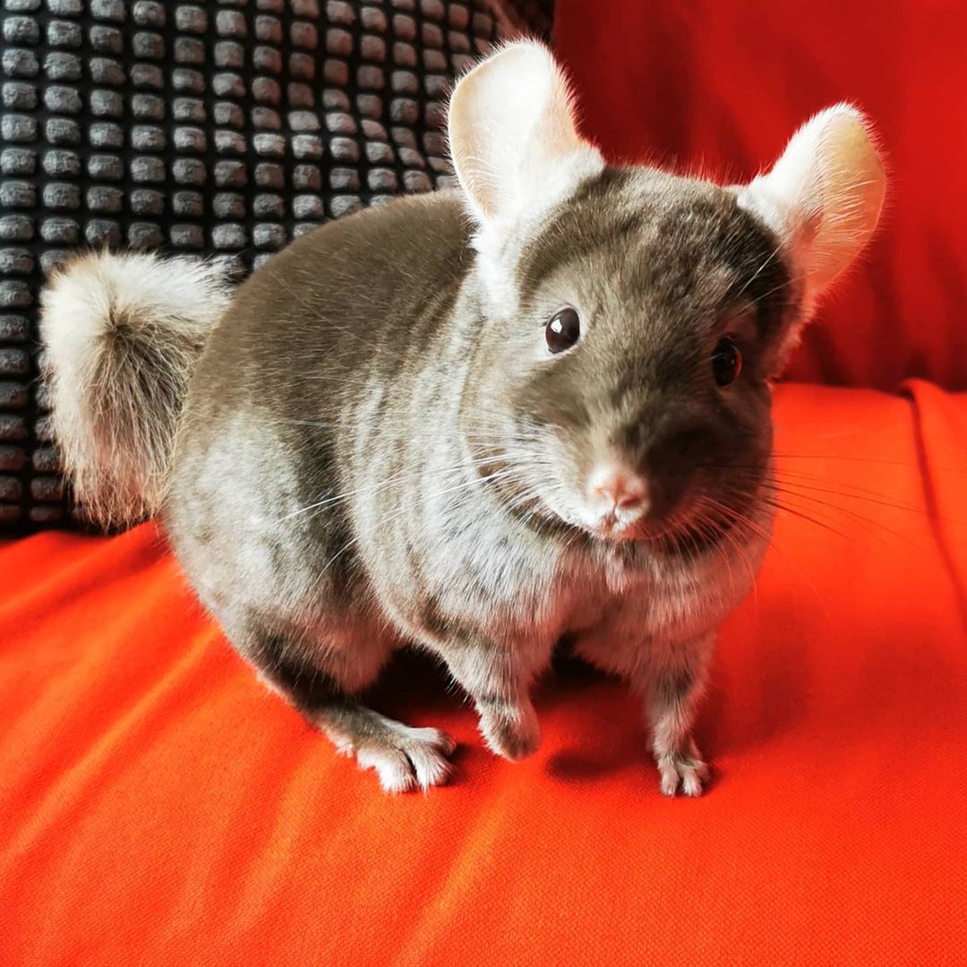 White best sale chinchilla price