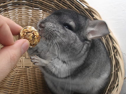 Charcoal chinchilla