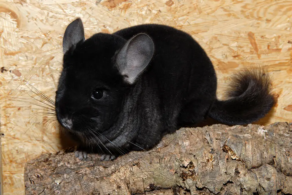 what color chinchilla is rare