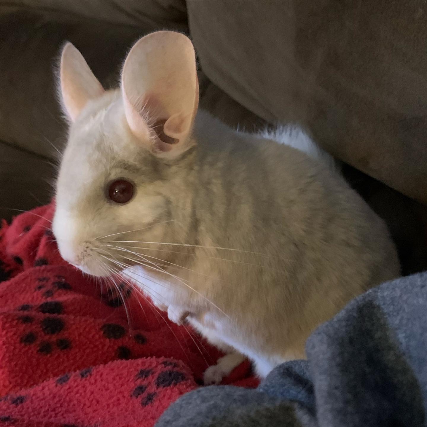 Beige violet hot sale chinchilla