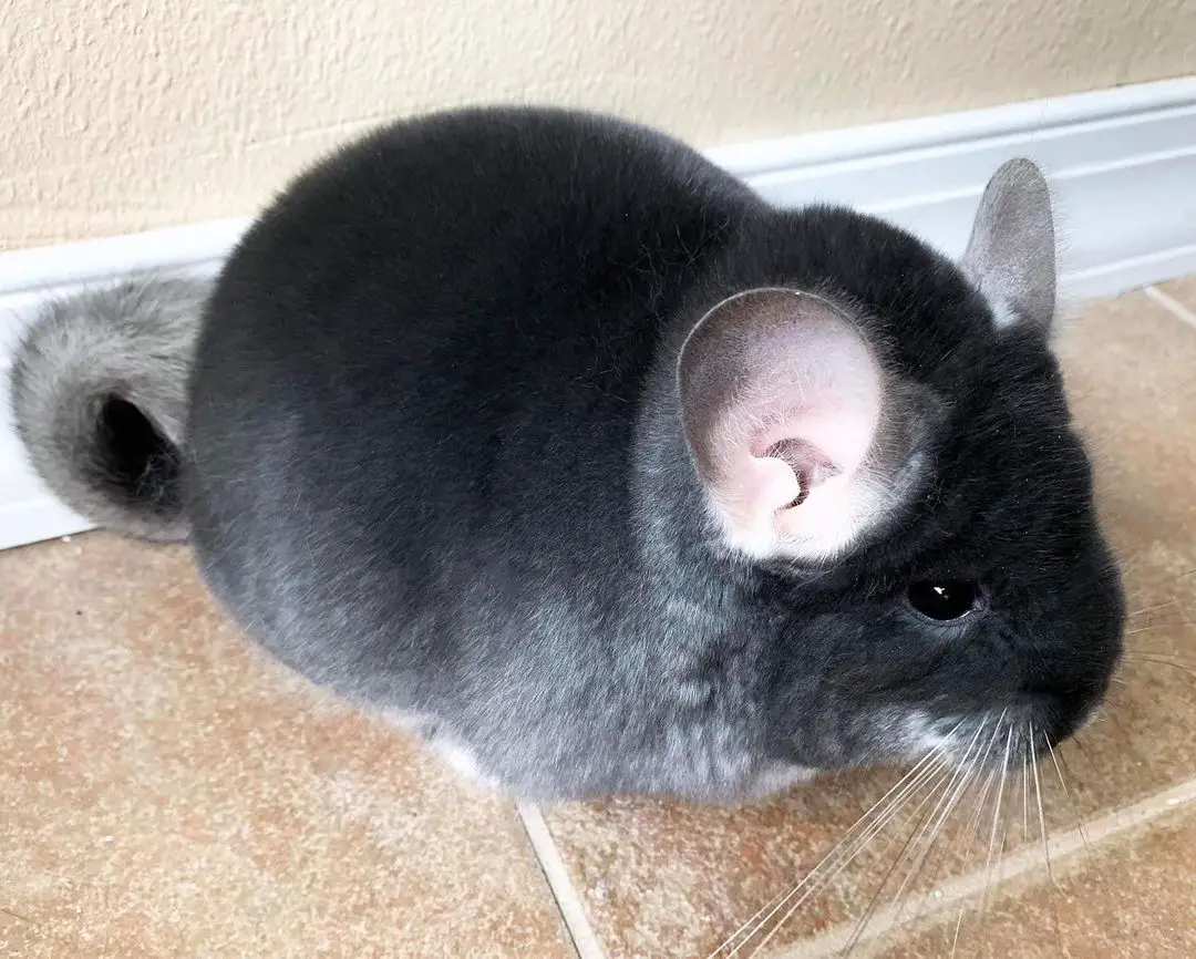 what color chinchilla is rare