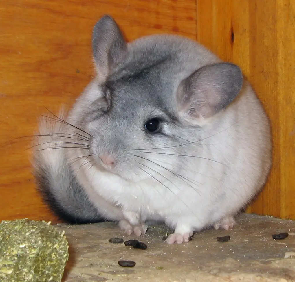 Black Velvet Chinchillas