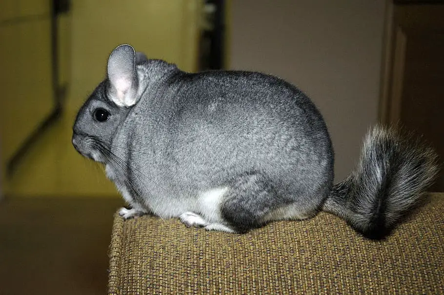 Standard Grey chinchilla