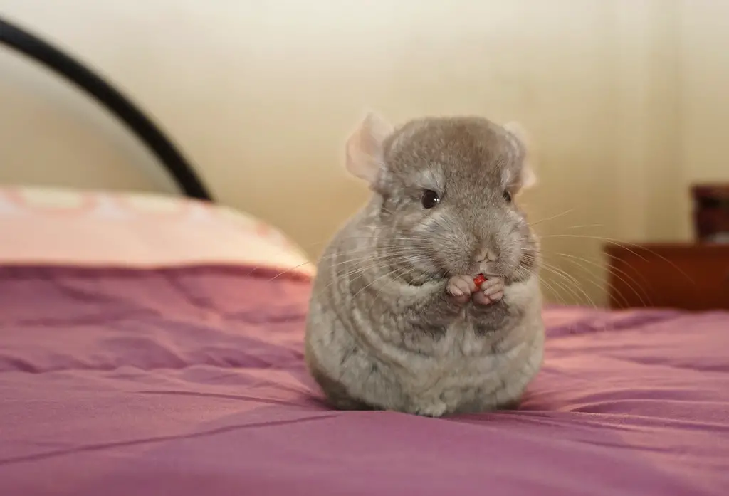 Tan sales white chinchilla