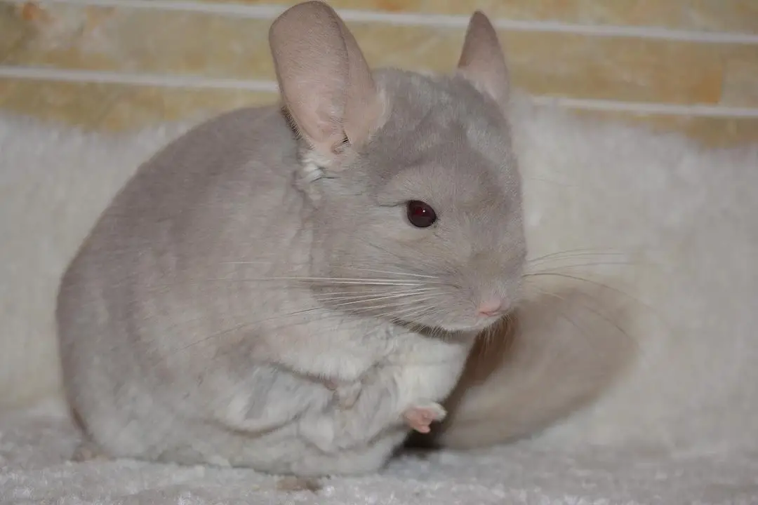 what color chinchilla is rare