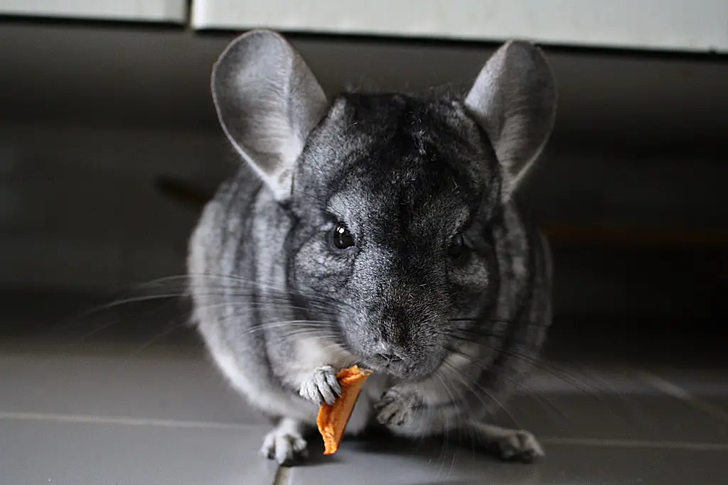 What colors does chinchilla come in