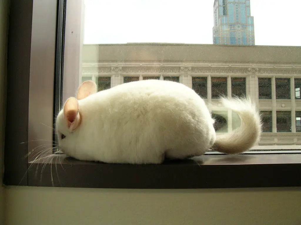 White chinchilla