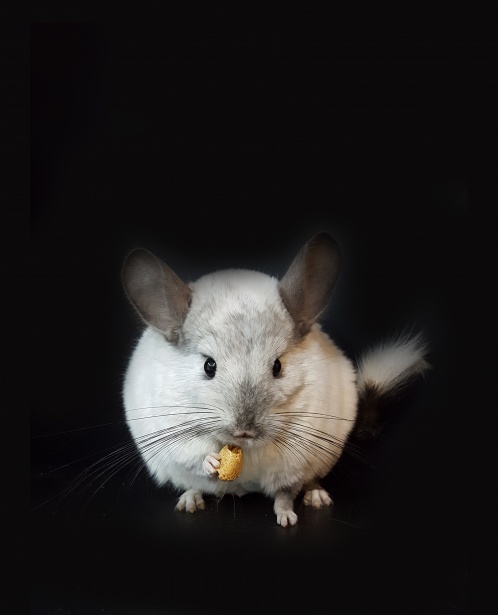 White mosaic chinchilla