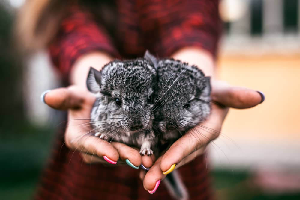 chinchilla babies