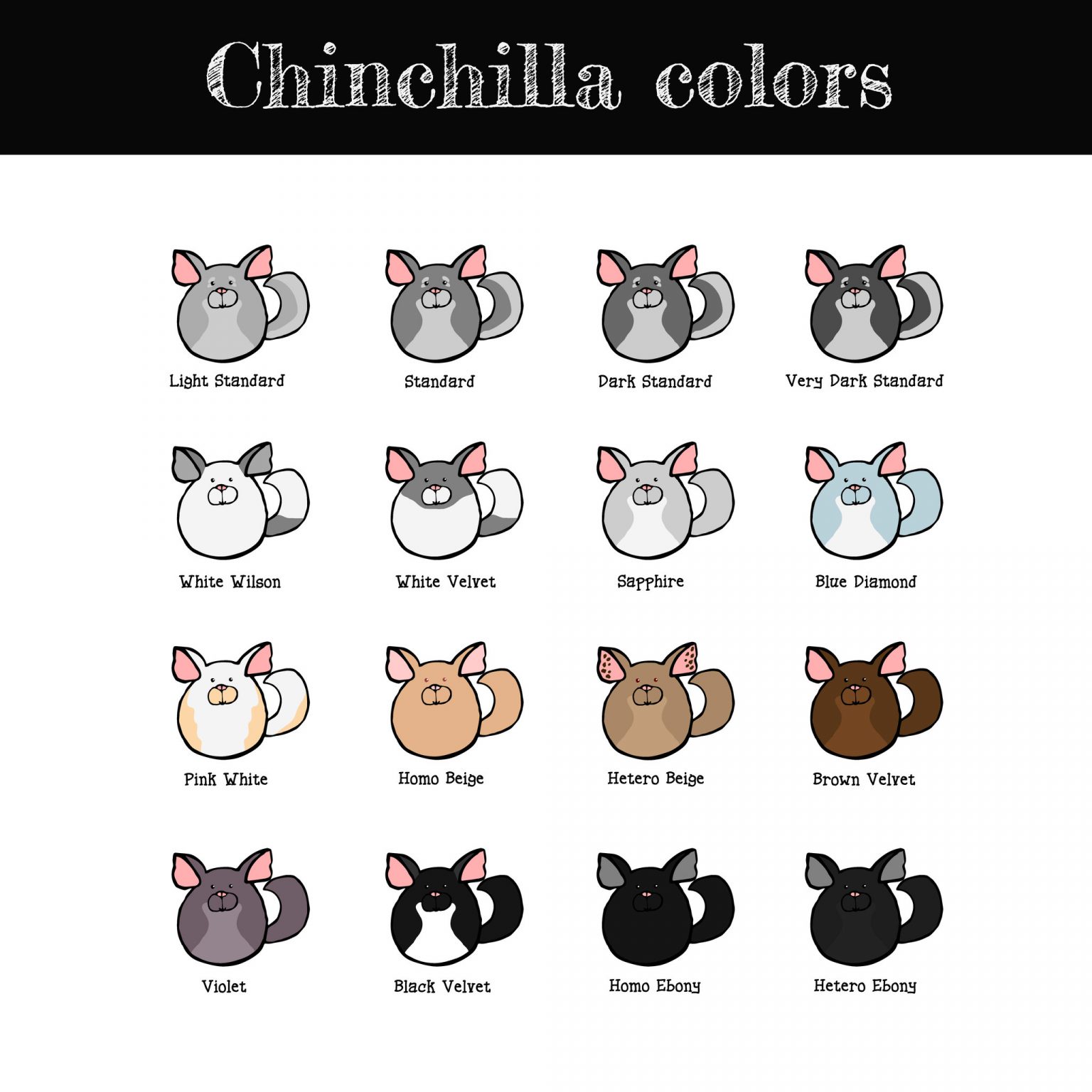 Chinchilla color chart.