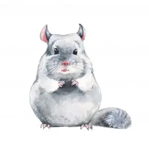 Chinchilla. Watercolor illustration