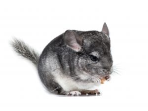 chinchilla eating