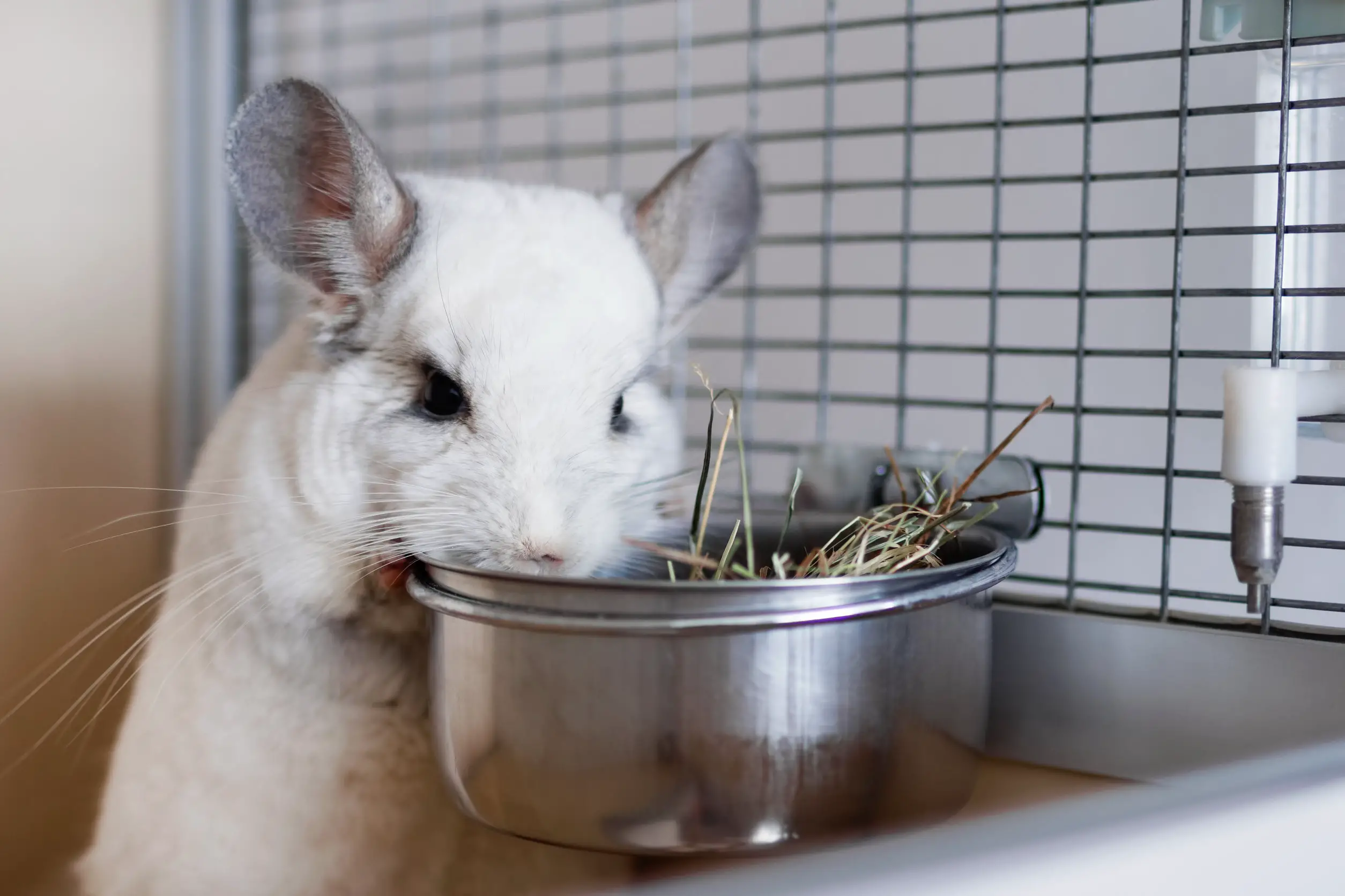 Cute white chinchilla is eating hay from metal bowl in its house.