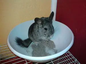 chinchilla taking a dust bath