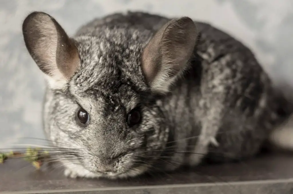 why does my chinchilla eat his poop