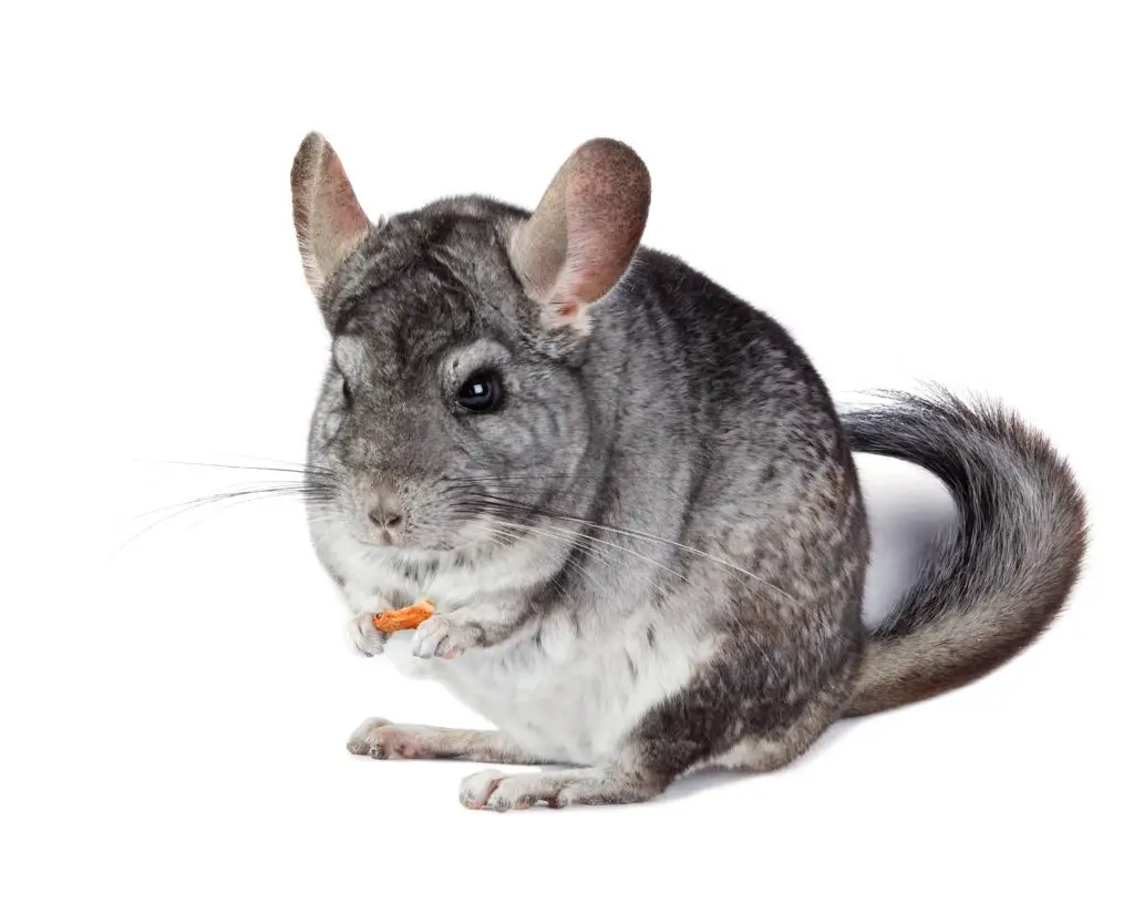 Chinchilla store care cost