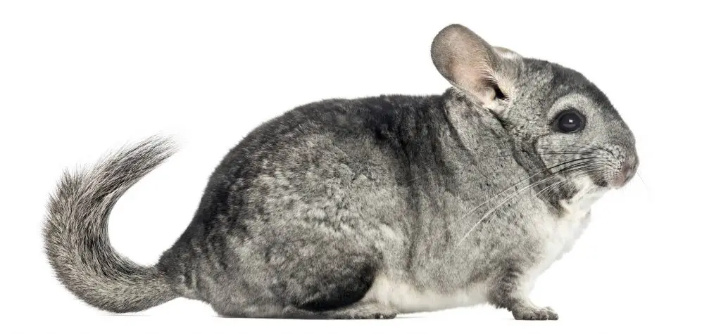 cute gray chinchilla with long tail