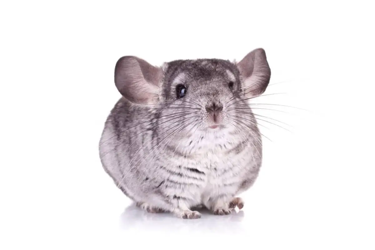 コート chinchilla 定価15万-