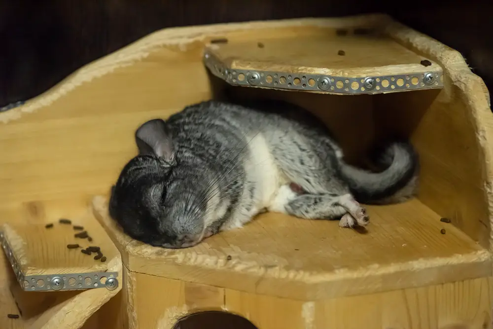 Chinchilla sleeping indoors