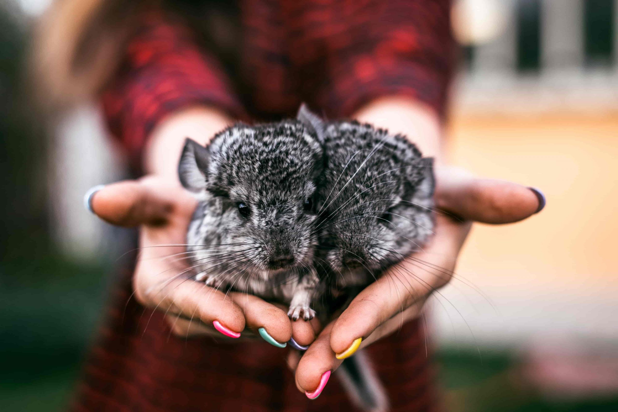 Chinchillas And Their Sounds