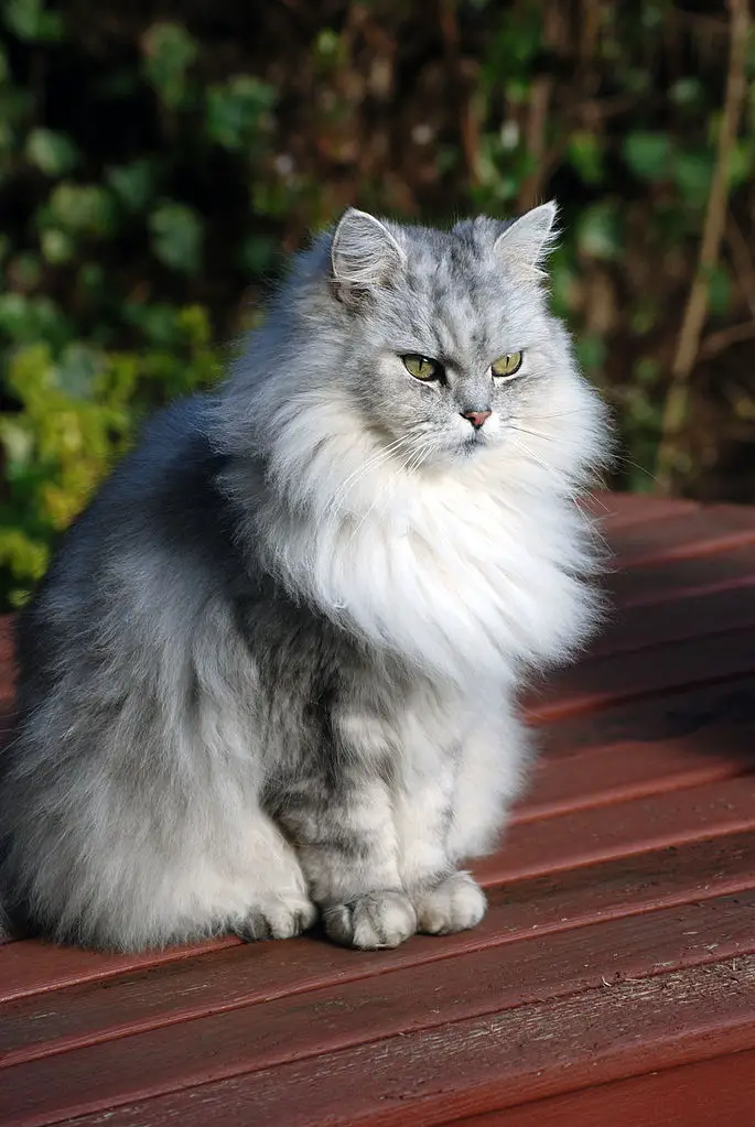 Chinchilla cat