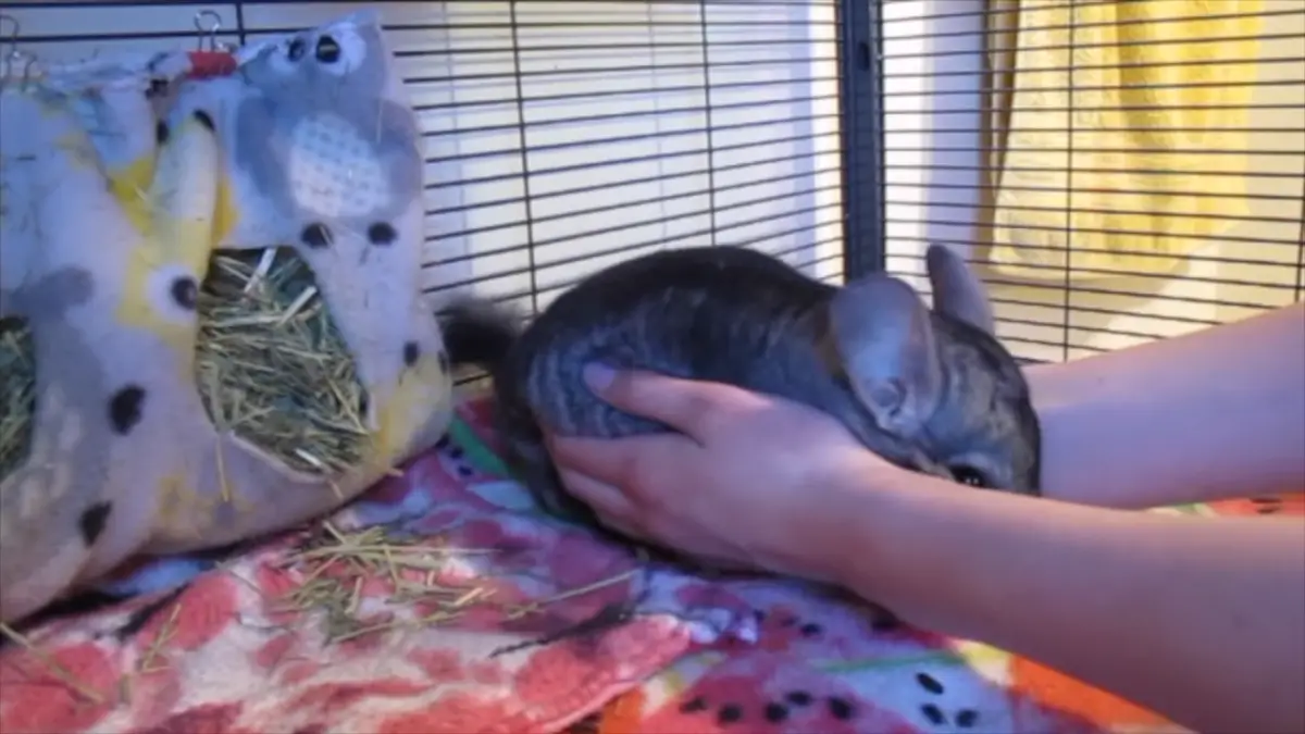 floating rib cage chinchilla