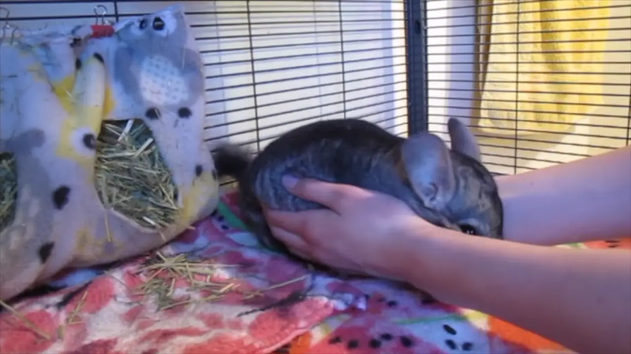 How To pick Up A Chinchilla