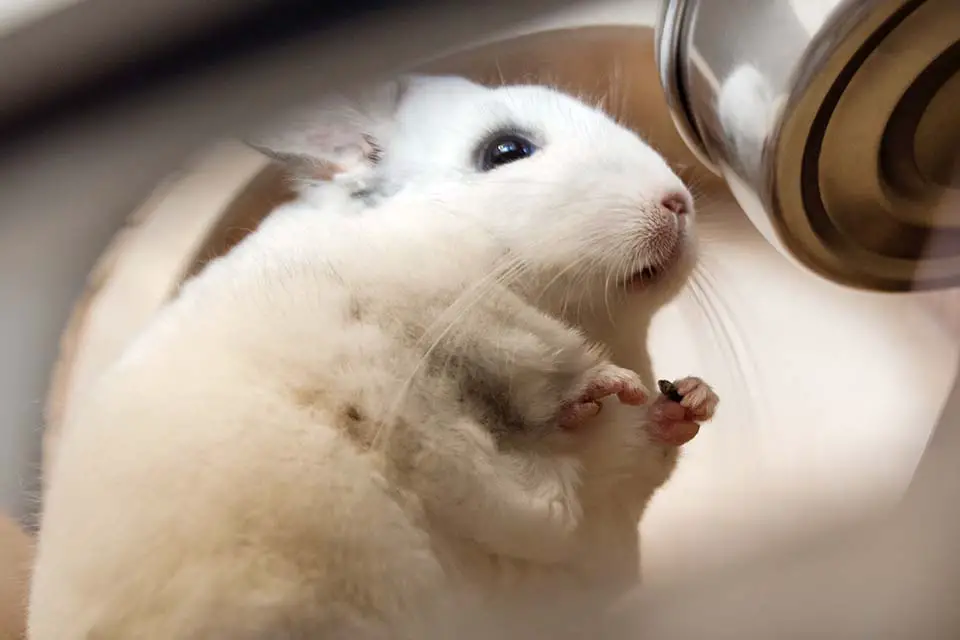 Shaving a chinchilla