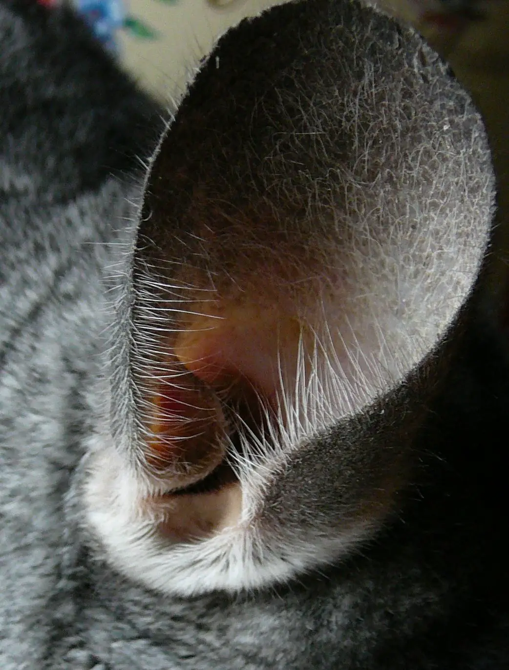 What causes chinchilla ear fungus