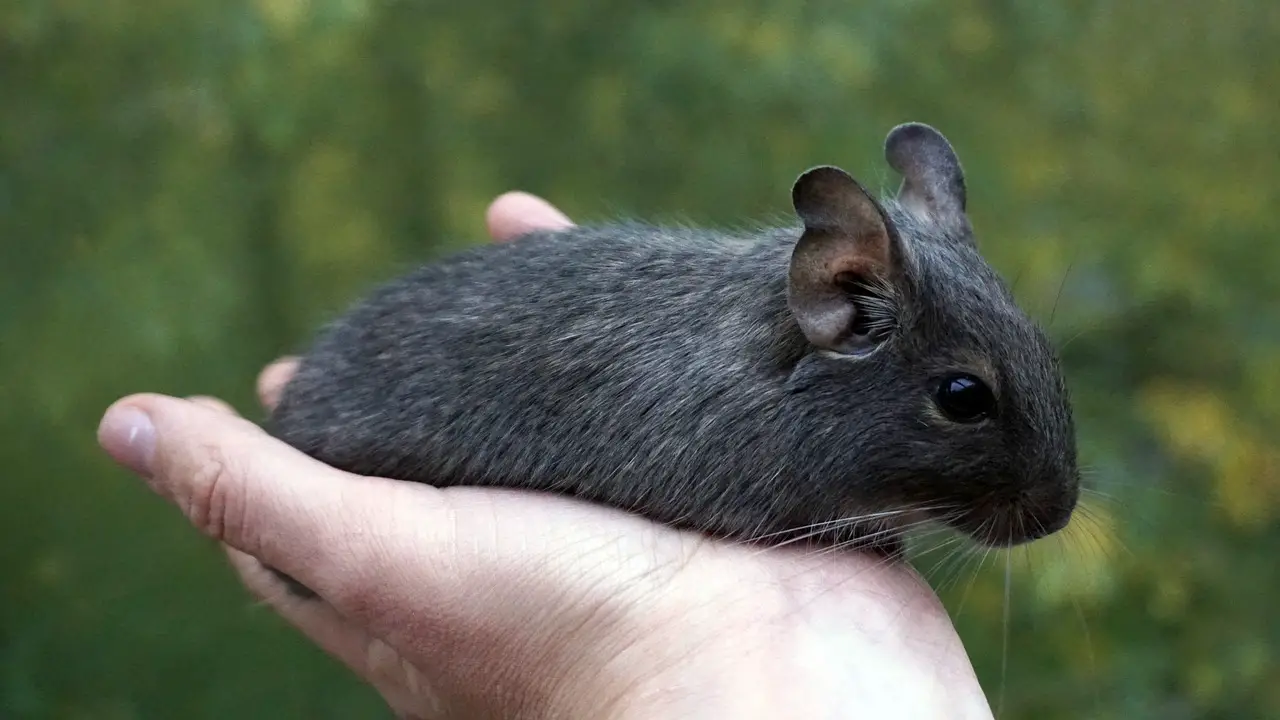 chinchilla ear fungus treatment