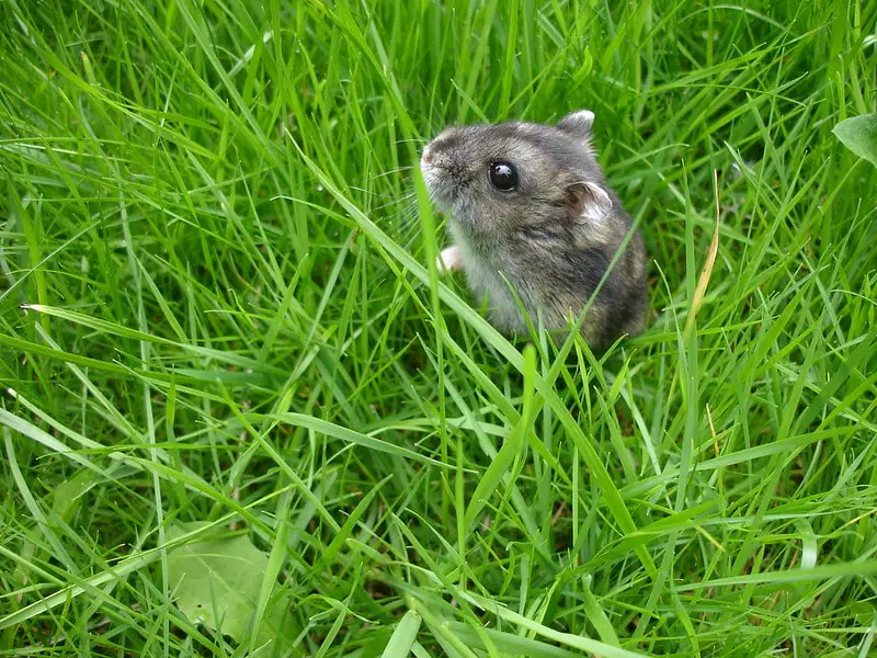 A long story about buying a dwarf chinchilla