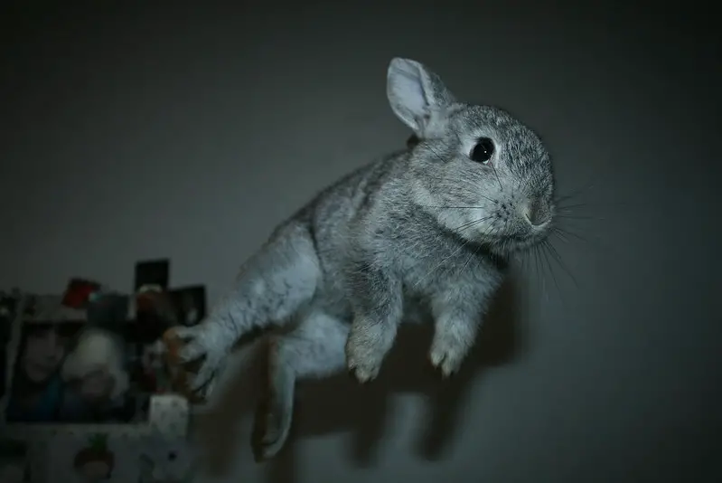 Chinchillas jumping