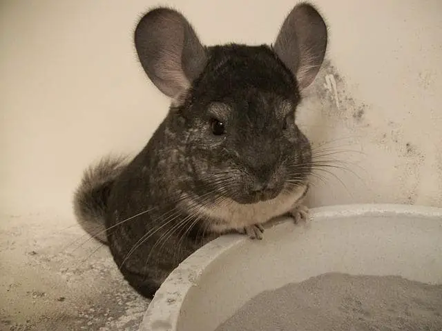 The cleanliness of chinchillas