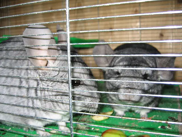 chinchilla biting cage