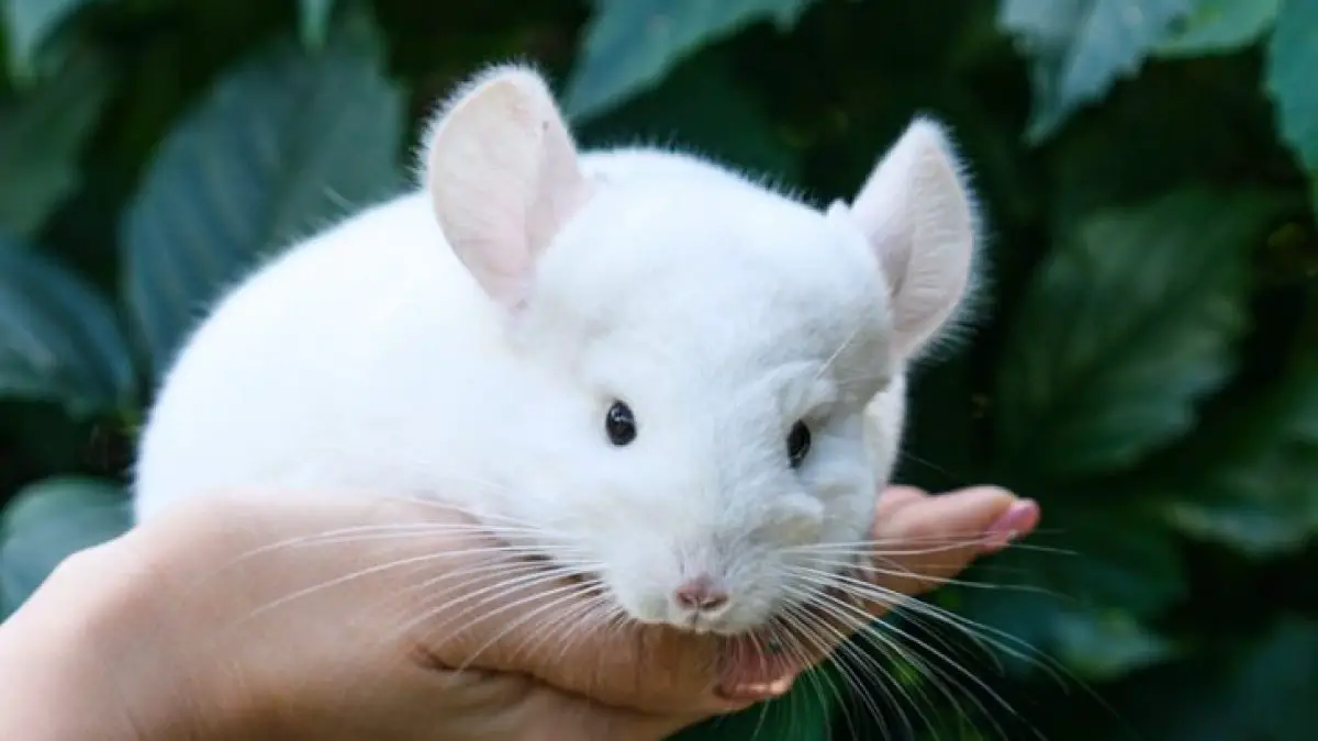 Home - Your Chinchilla Pet Care Resource
