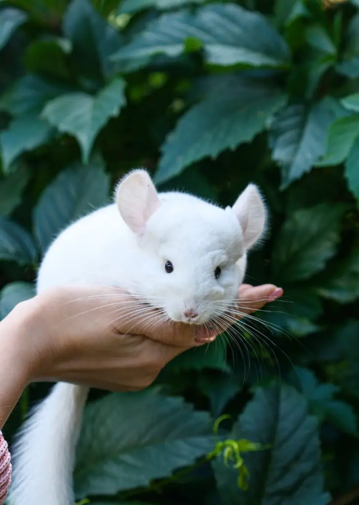 white chinchilla